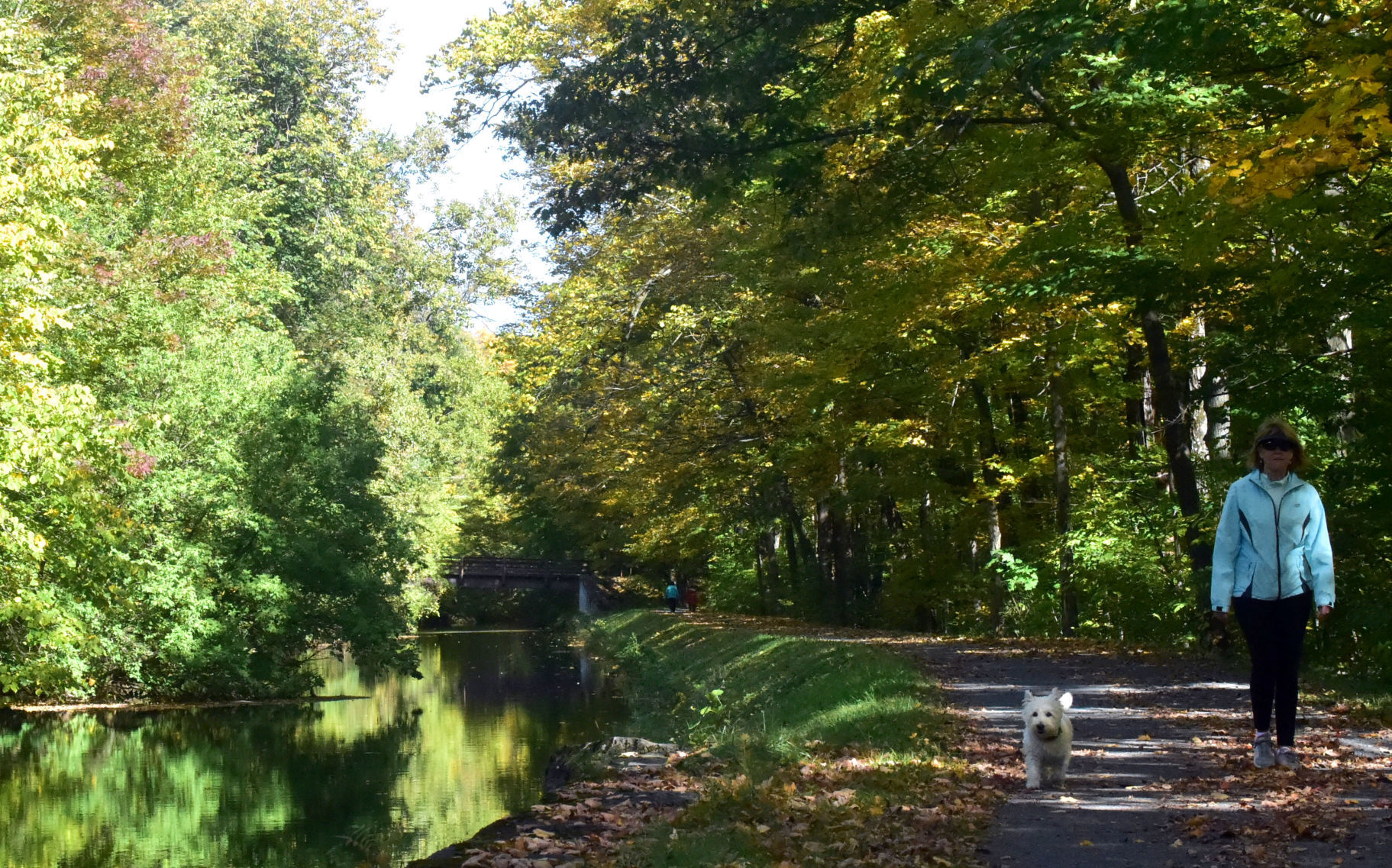 Fall foliage